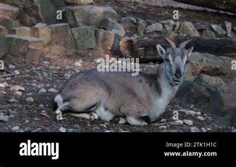 Bovid family Stock Videos & Footage - HD and 4K Video Clips - Alamy