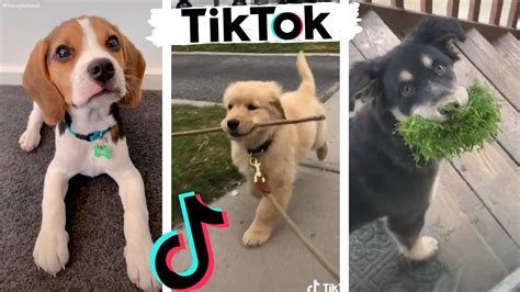 Funny DOGS of TikTok ~ Cute Puppies ~ Best Doggos of TIK TOK ...