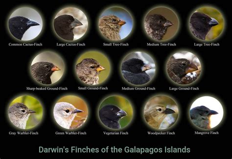 Darwin discovered that Galapagos finches have thirteen different kinds ...