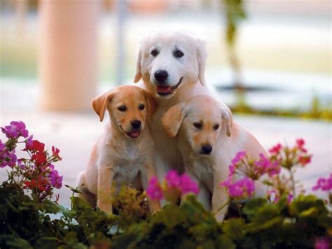 Tuyển chọn hình ảnh cute dog images hd Chất lượng tuyệt vời