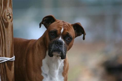 Boxer Dog Pictures Wallpaper - PetsWall