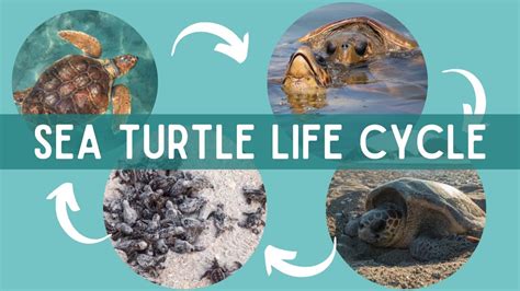 Leatherback Sea Turtle Life Cycle