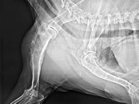 Osteosarcoma in Dogs: The Complete Guide for Dog Owners