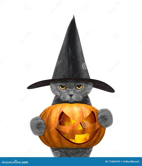 Cat in a Costume with Halloweens Pumpkin Stock Photo - Image of ...