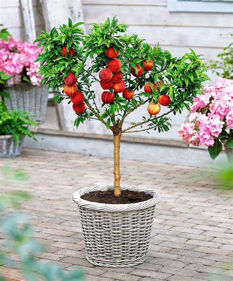 Top 10 Fruits You Can Grow in Containers | Dwarf fruit trees, Dwarf ...