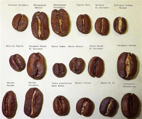 Coffee bean types | Coffee recipes, Gourmet coffee, Coffee varieties