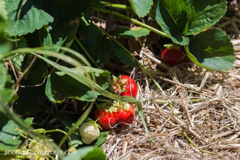 When Are Strawberries In Season?- Strawberry Passion