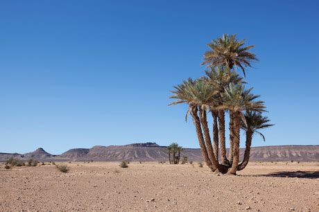 Plants - The Sahara desertNorthern Africa