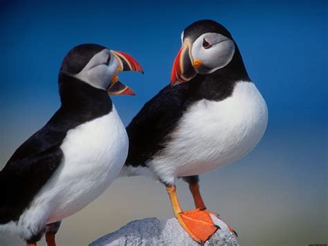 Two Puffins Image - ID: 305982 - Image Abyss