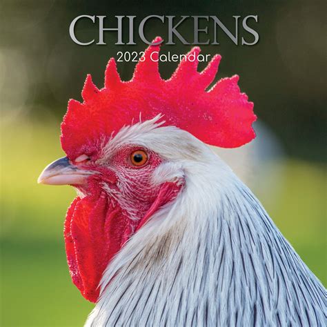 Chickens - 2023 Square Wall Calendar Pets Animals 16 Months Premium ...