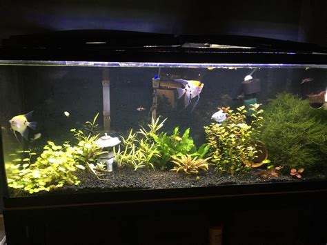 My 55 Gallon :) : r/Aquariums