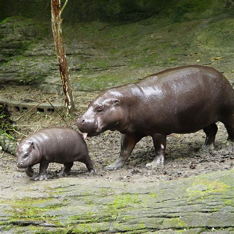 Taipei Zoo-Outdoor Display Areas-African Animal Area