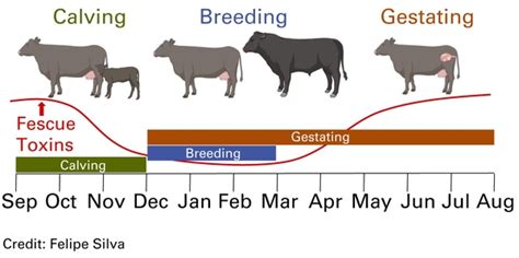 Implementing a Defined Breeding Season to Optimize Herd Management and ...