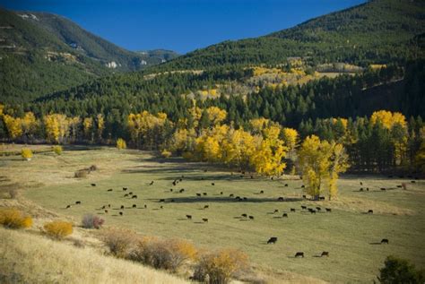 Montana Ranches For Sale Listings: Ranch, Farms, Ranchettes