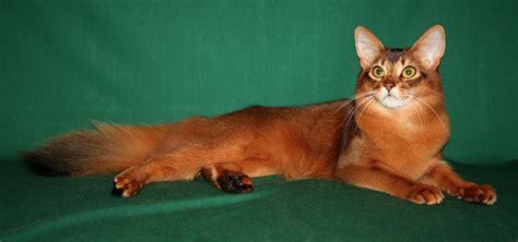 Somali Cat Blue, Ruddy, Red Breed Info, Personality, Grooming, Pictures