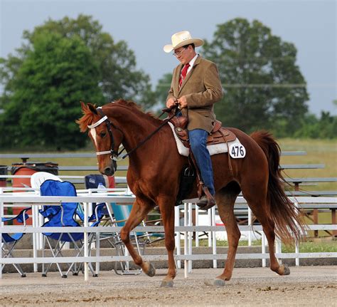 Missouri fox trotter spring show | Sensation’s Mr. Jim perfo… | Flickr