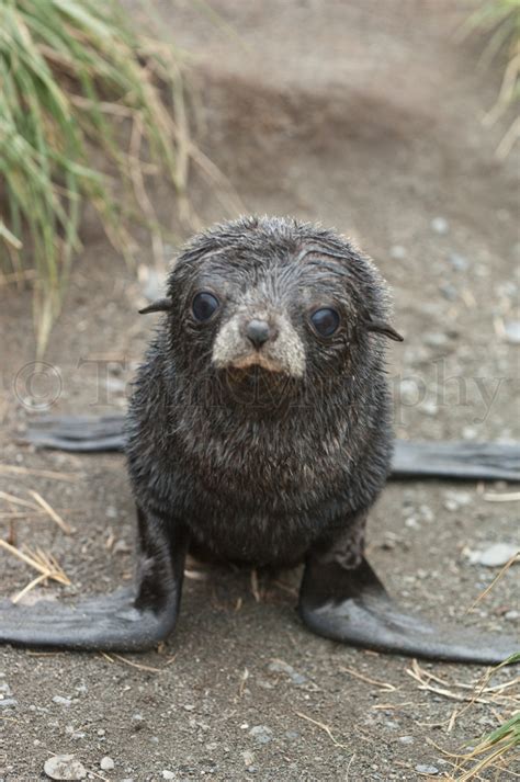 Fur Seal Pup – Tom Murphy Photography