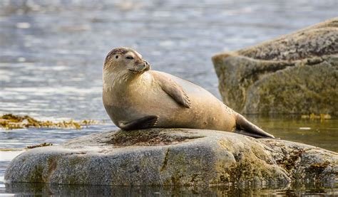 Seals - Facts, Life Span, Diet & Habitat Information