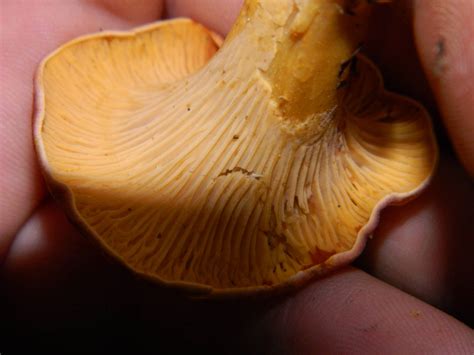 Help Identifying 7 types of mushrooms - Southeast US - Mushroom Hunting and Identification ...