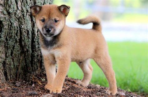 Shiba Inu Mix Puppies For Sale | Puppy Adoption | Keystone Puppies