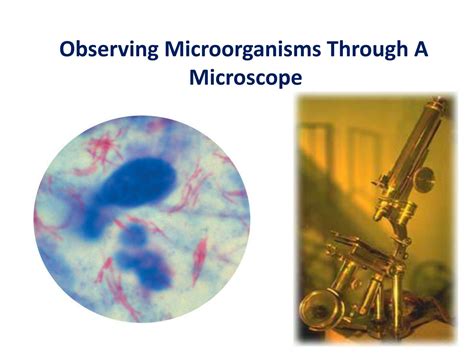 SOLUTION: microscope and gram staining - Studypool