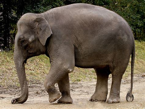 Animal Picture: Asian elephant