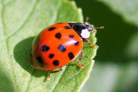 Coccinellidae ~ Everything You Need to Know with Photos | Videos