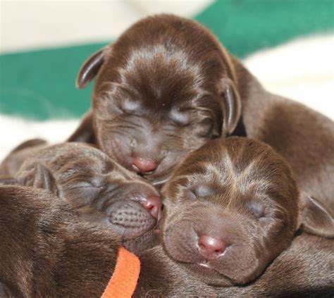 New Born Lab Puppies - Dog Pictures Blog | Lab puppies, Lab dogs, Puppy ...