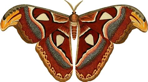 Moth Insect PNG Clipart | PNG All