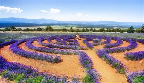 15 Stunning Photos of Lavender Fields Around the World «TwistedSifter