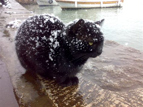 File:Black cat being snowed on.jpg - Wikimedia Commons