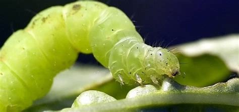 'Zombie virus' causes caterpillars to explode | Unexplained Mysteries