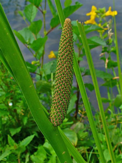 Calamus Essential Oil - Healing Essence of Light