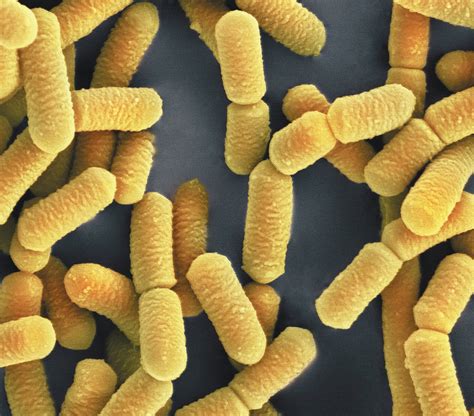 Do Probiotics Really Work? | Scientific American