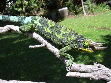 Hawaii Invasive Species Council | Jackson’s Chameleon