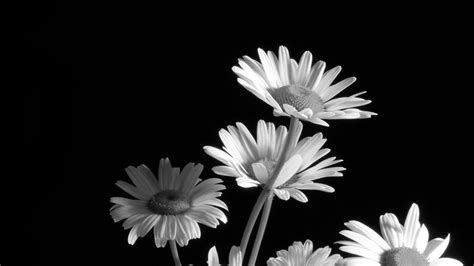 Black and White Flower Wallpapers - Top Free Black and White Flower Backgrounds - WallpaperAccess