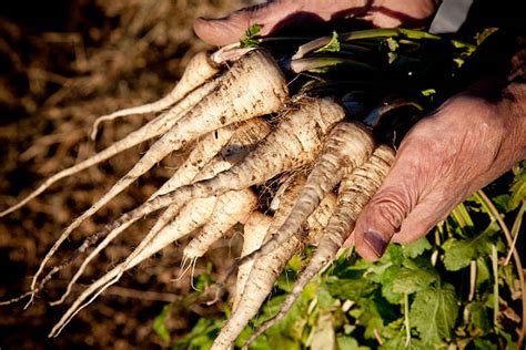 1,600+ Harvest Parsnips Stock Photos, Pictures & Royalty-Free Images - iStock