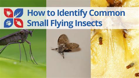 Common Small Flying Insects Identification | DoMyOwn.com - YouTube