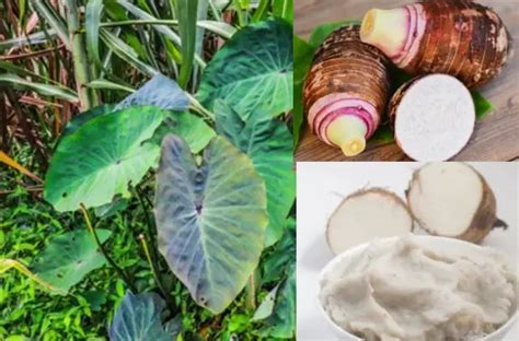 Impressive Benefits Of Eating Cocoyam In Pregnancy