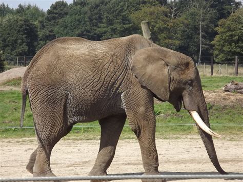 African Elephant at Knowsley Safari Park 08/09/12 - ZooChat