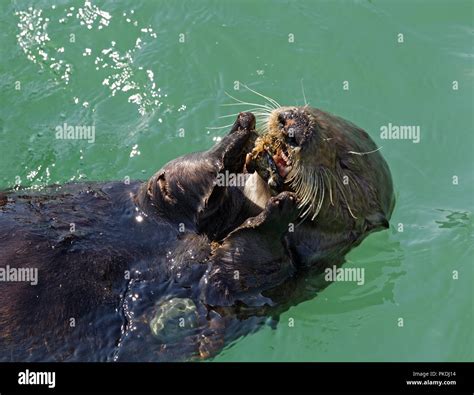 Sea Otter Eating a Mussel Stock Photo - Alamy