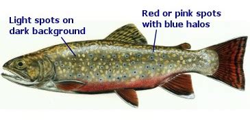 October 26th: Trout Identification Guide