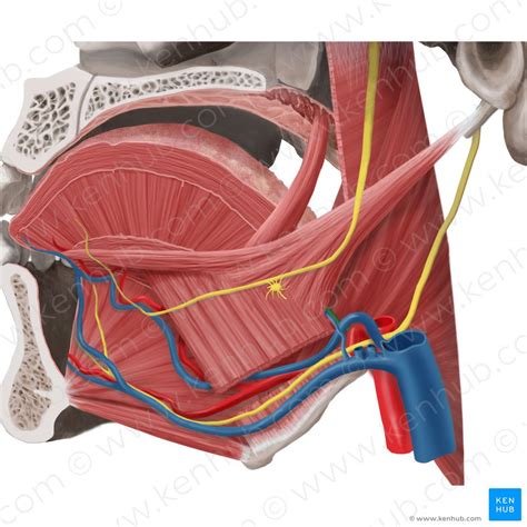 Tongue: Nerve and blood supply (lingual artery) | Kenhub