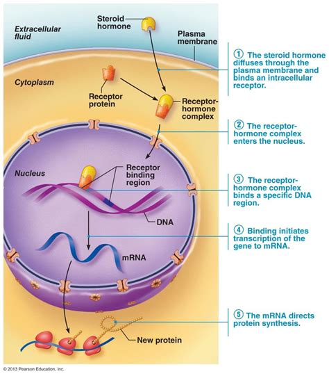 Extracellular Membrane Receptors Are Used by Which Hormones - Killian-has-Kent