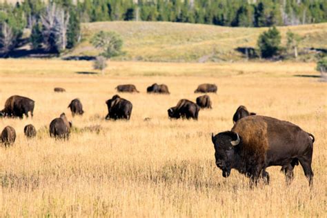 Explore the Beautiful Wildlife of Grand Teton National Park