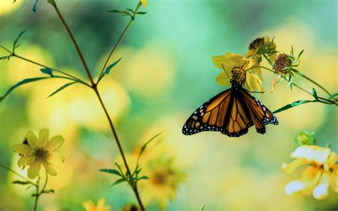 Butterfly Garden Wallpapers - Top Free Butterfly Garden Backgrounds ...