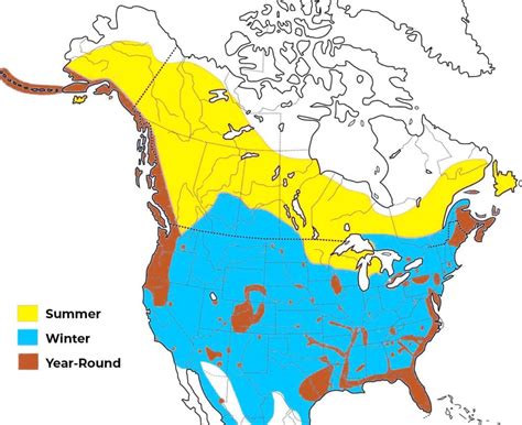 The 4 Types of Eagles Found in the United States! (2023) - Bird Watching HQ