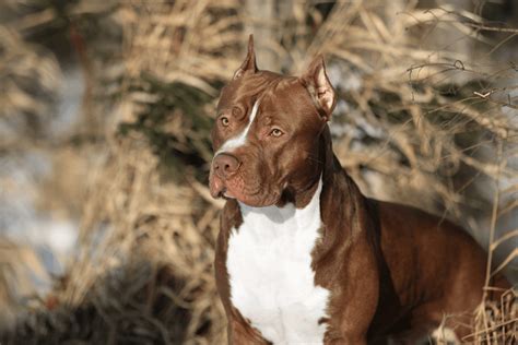 5 Best Pitbull Breeds - Most Famous and Adorable Pitbull Dogs