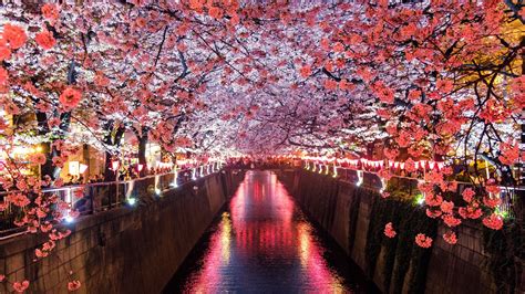 Cherry Blossom Trees Covering River Canal - Free 4k Wallpapers - 40.000+ Free 4k Wallpapers ...