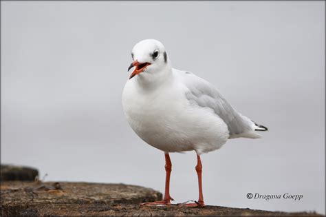 Mouette rieuse - Oiseaux de france